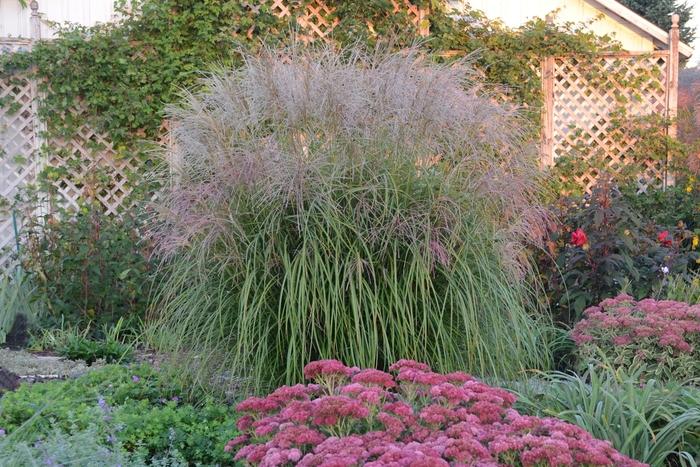 Miscanthus sinensis Autumn Anthem
