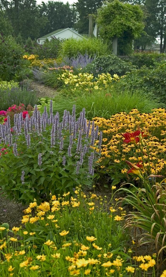 Agastache 'Blue Fortune' - Hummingbird Mint