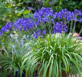 Agapanthus Brilliant Blue