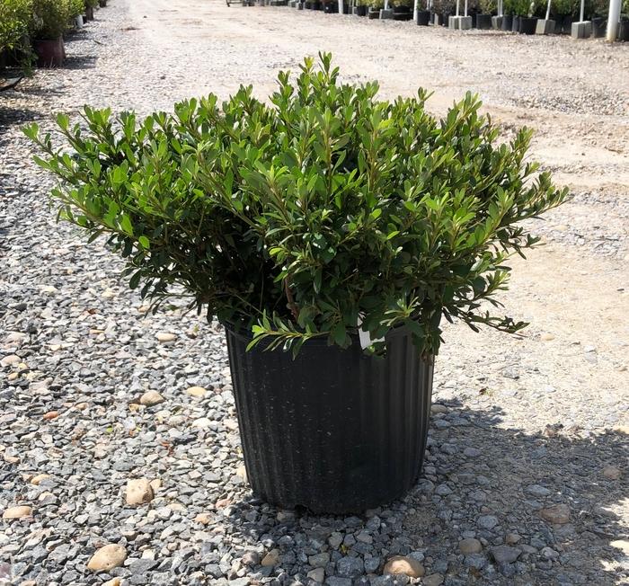Azalea Gumpo White