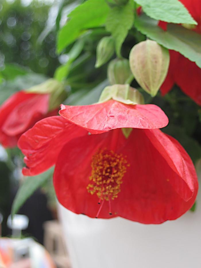 Abutilon Lucky Lantern™ Red