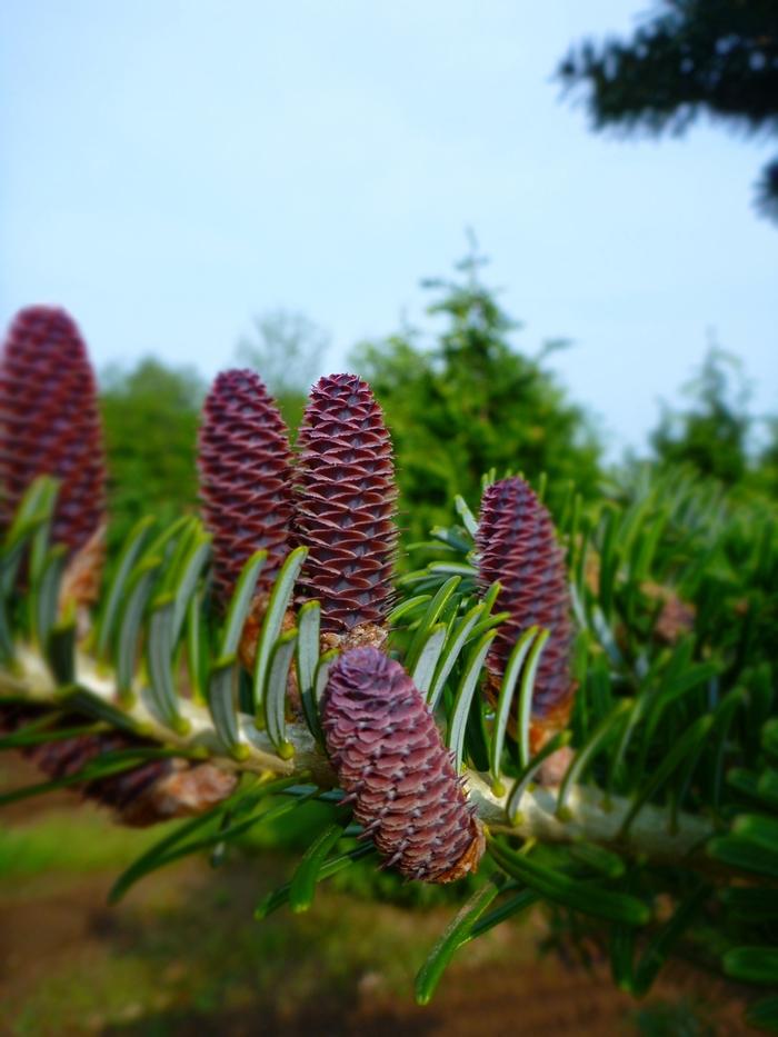 Abies koreana