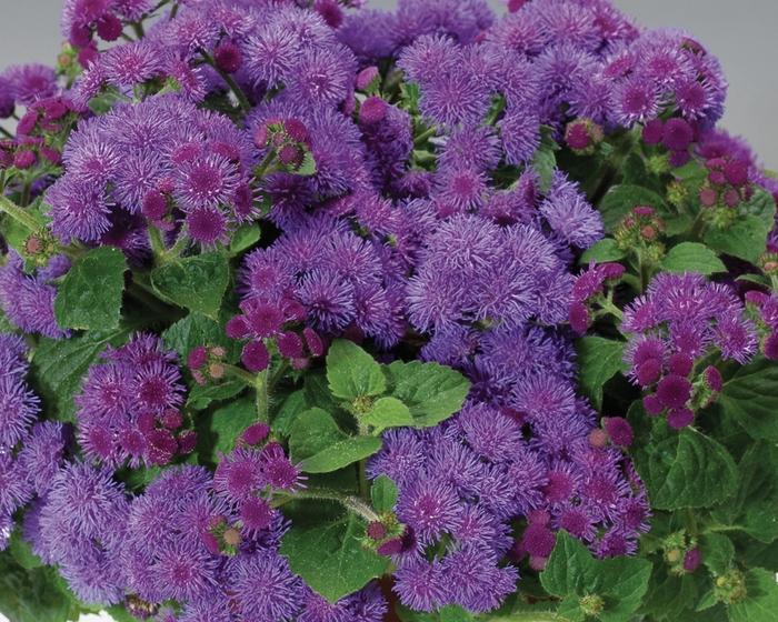Ageratum houstonianum Artist® Blue