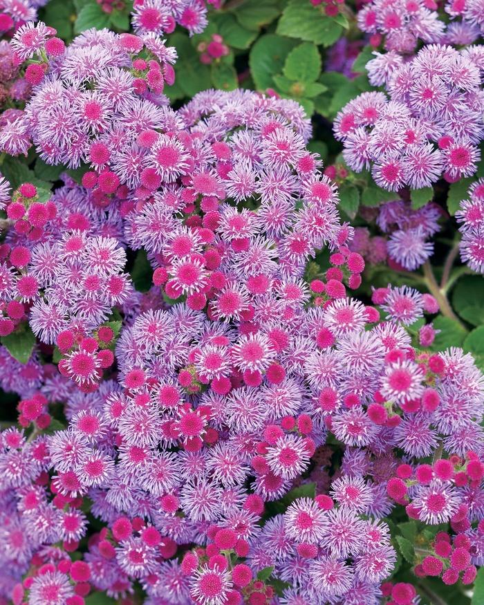 Ageratum houstonianum Artist® Blue Violet