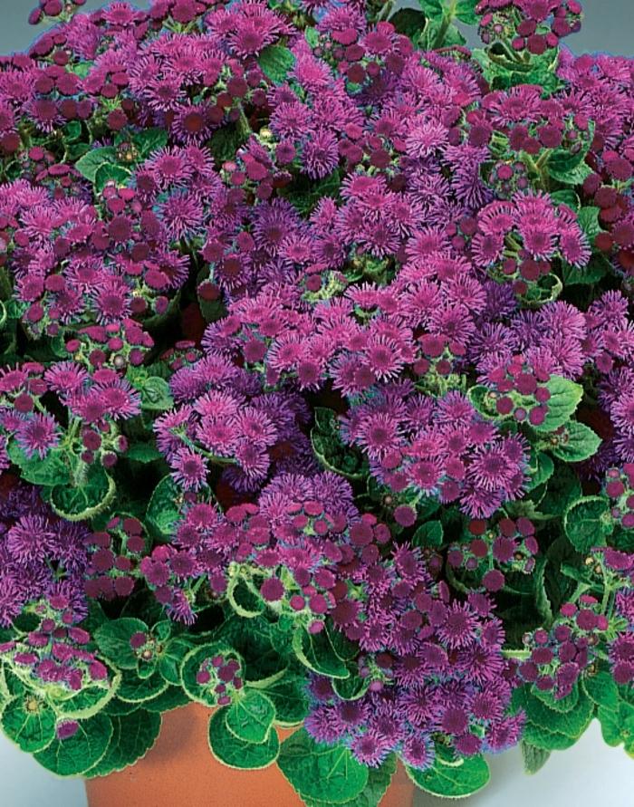 Ageratum houstonianum Artist® Purple