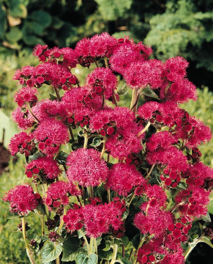 Ageratum houstonianum Red Sea