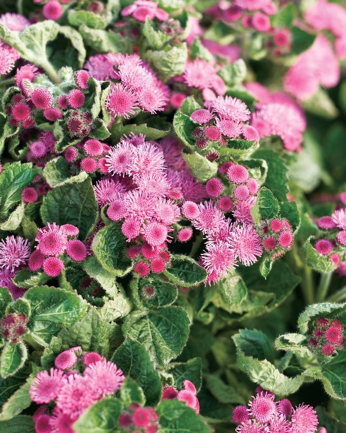 Ageratum houstonianum Artist® Rosea