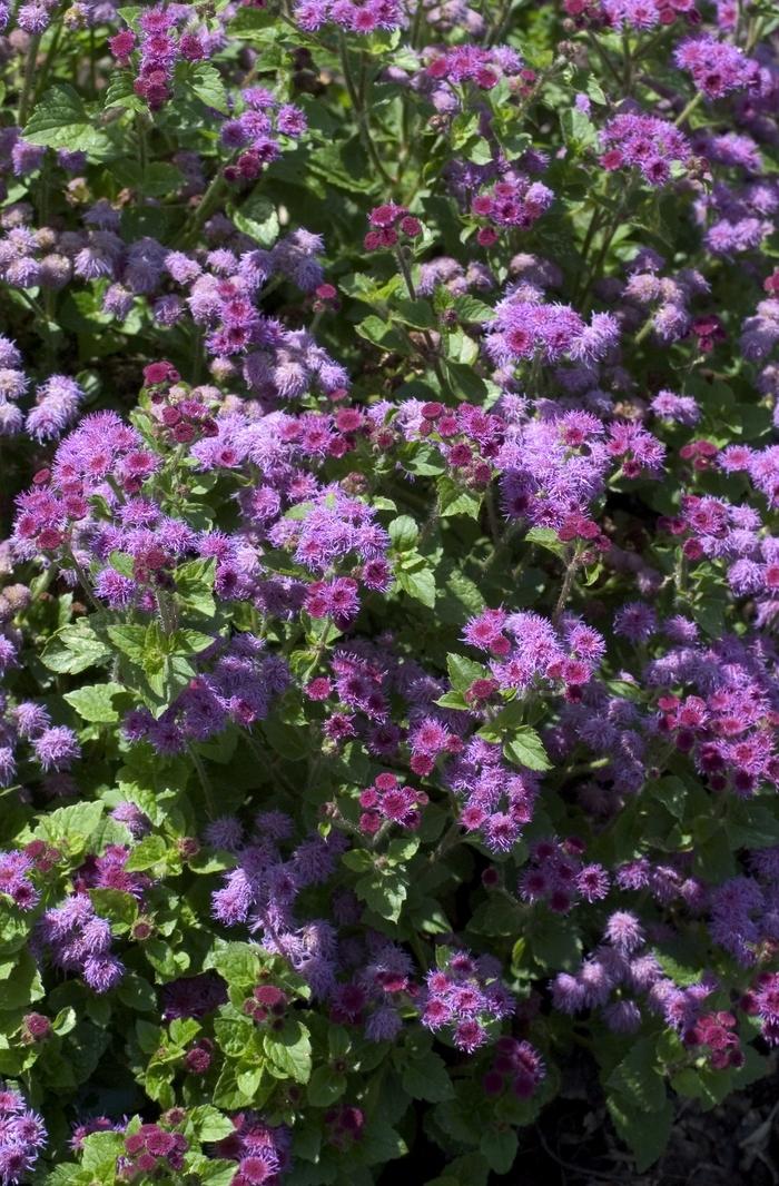 Ageratum houstonianum Royal Purple