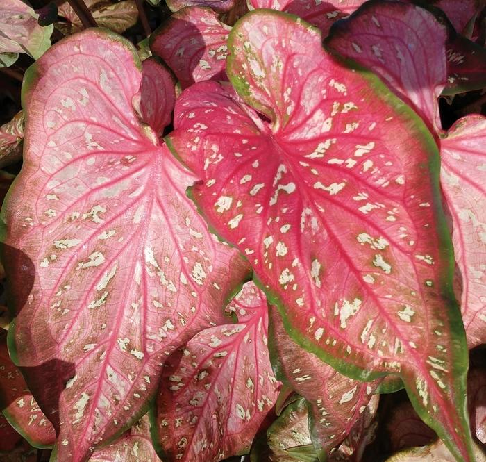 Caladium hortulanum Heart to Heart™ Caribbean Coral