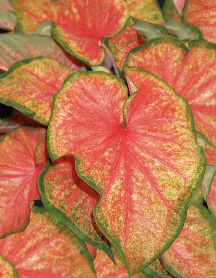 Caladium hortulanum Heart to Heart™ Chinook