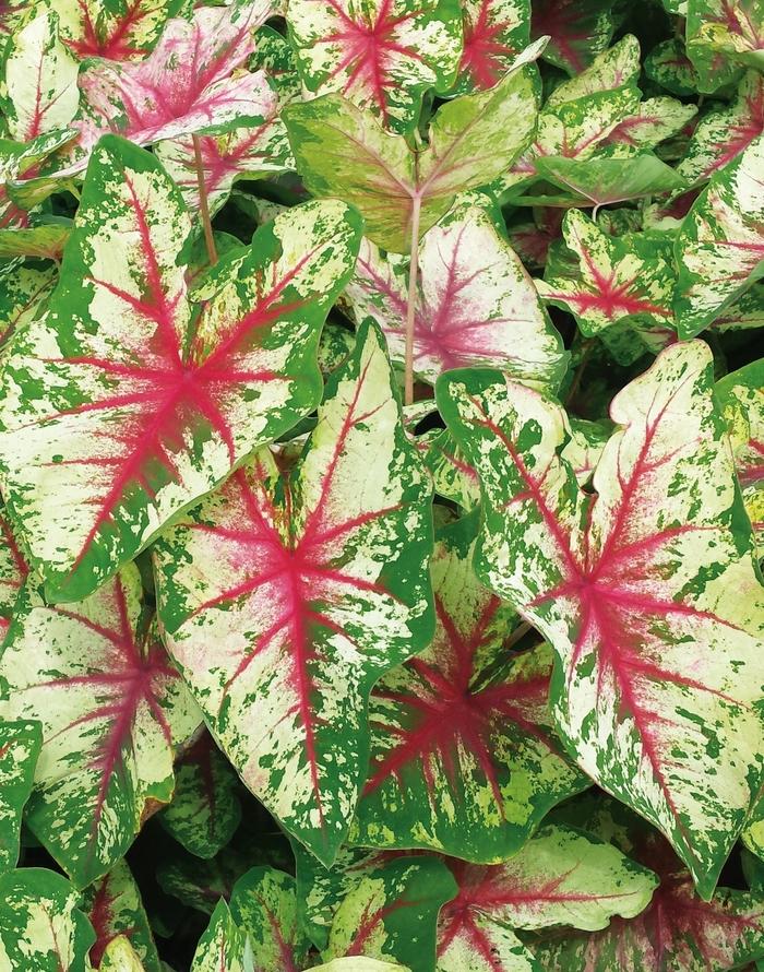Caladium hortulanum Heart to Heart™ Flatter Me