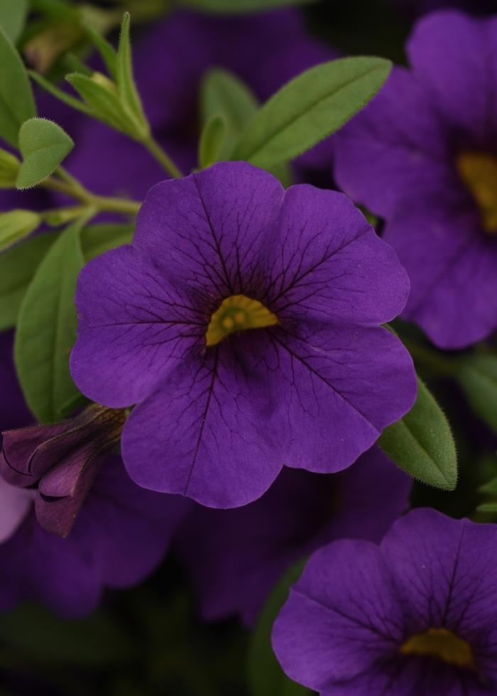 Calibrachoa Cabaret® Blue Midnight