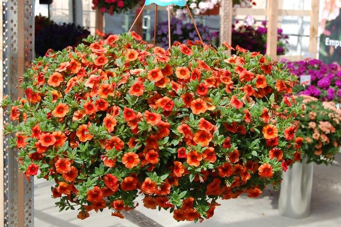 Calibrachoa Aloha Hot Orange