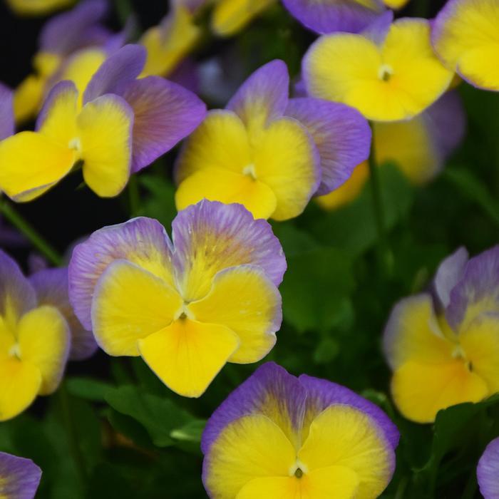 Viola MagnifiScent™ Bonny