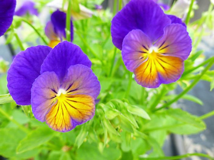 Viola cornuta Celestial™ Northern Lights