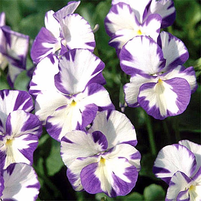Viola Rebecca