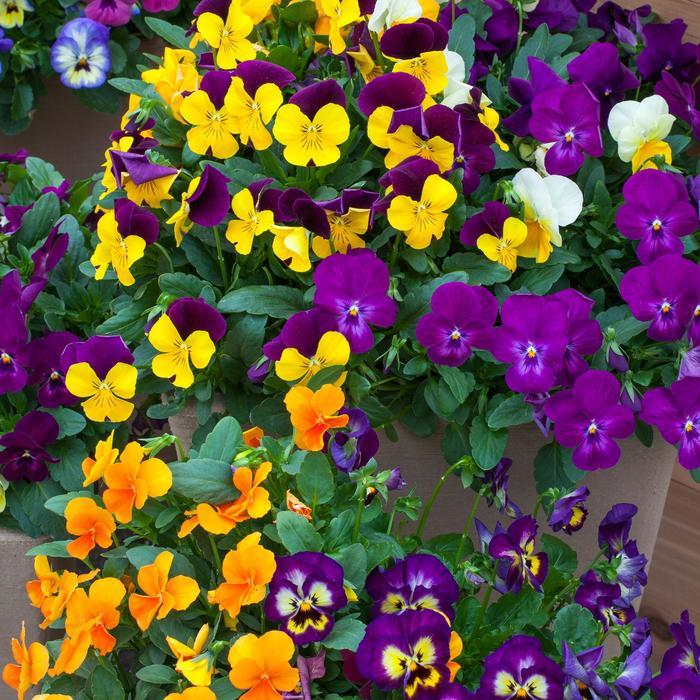 Viola cornuta ColorMax Mix