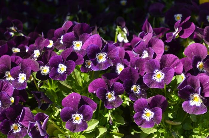 Viola cornuta Admire® Purple White Face