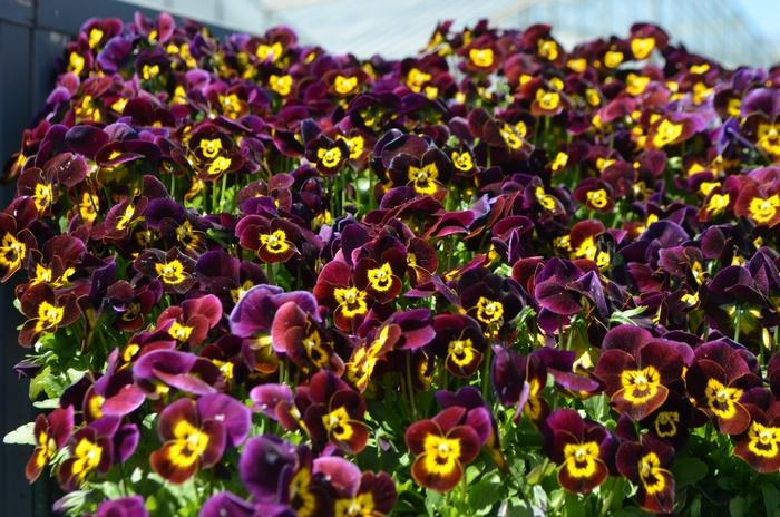Viola cornuta Admire® Ruby Gold