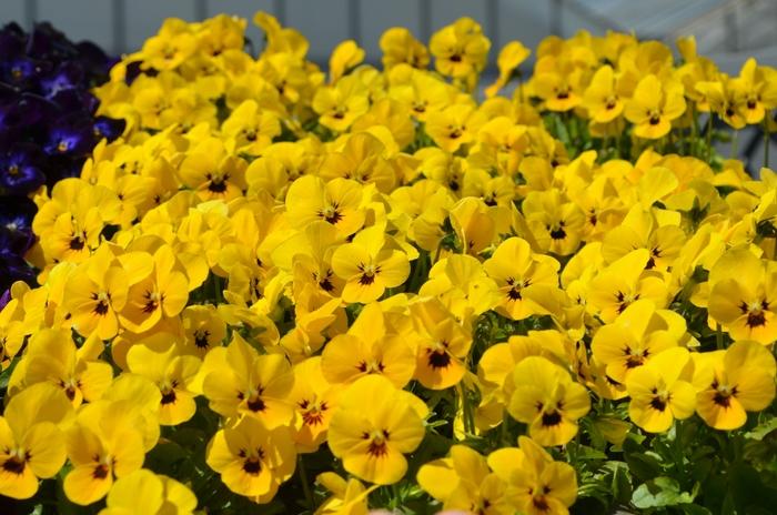 Viola cornuta Admire® Yellow Blotch