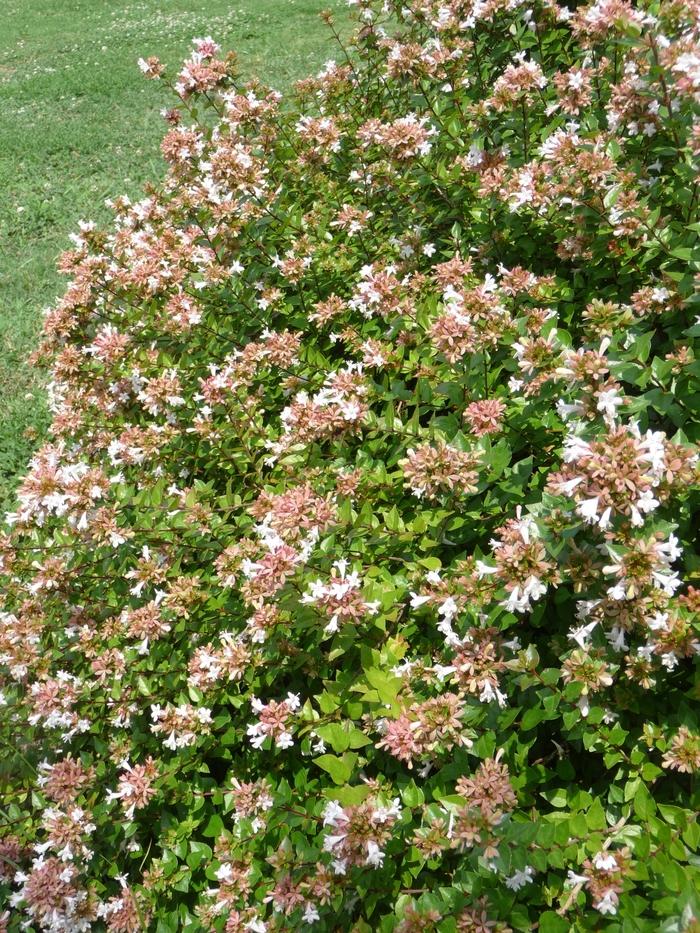 Abelia x chinensis 'Rose Creek' - Glossy Abelia