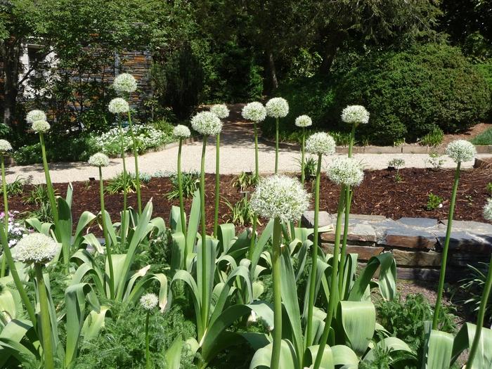 Allium stipitatum Mt. Everest