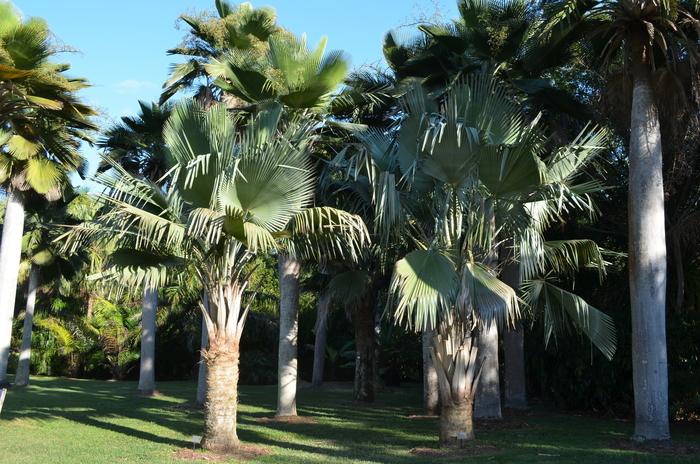 Copernicia baileyana