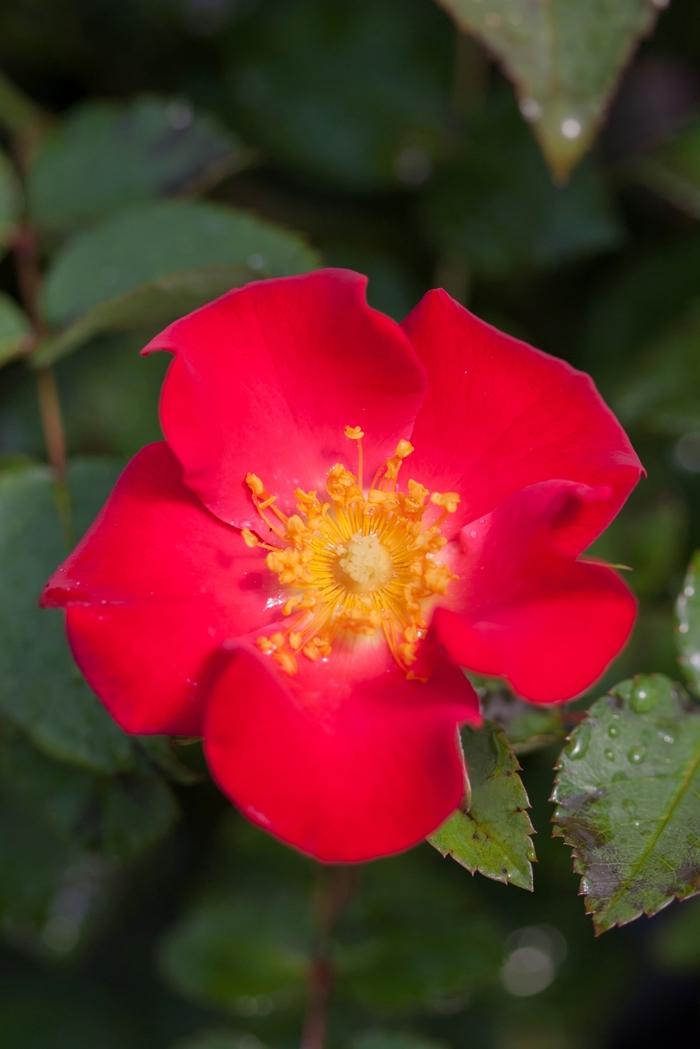 Rosa Easy Elegance® Screaming Neon Red™