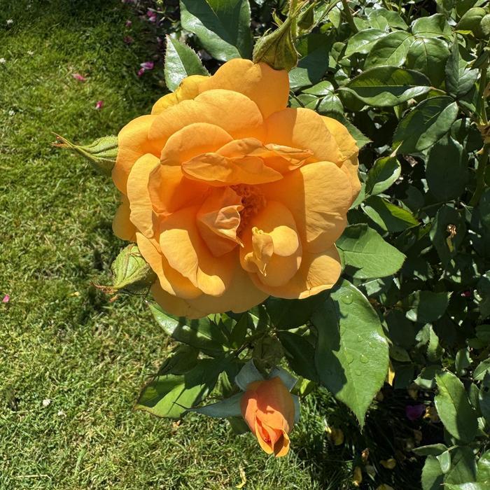 Rosa Sunbelt® South Africa®