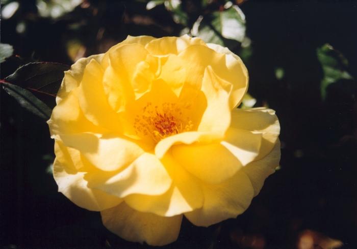 Rosa Sun Flare