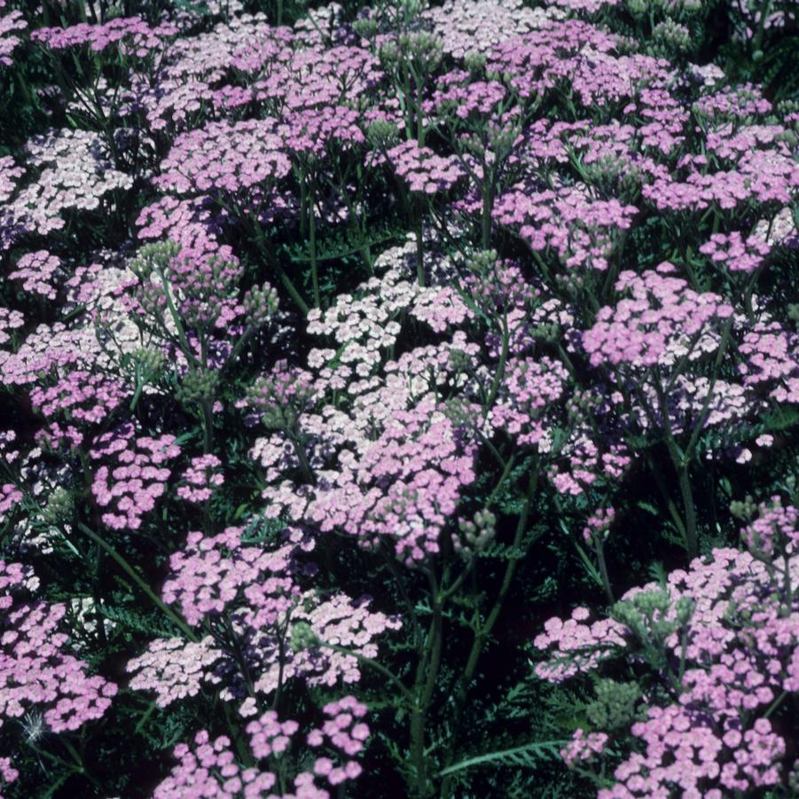 Achillea millefolium 'Lilac Beauty' - Yarrow from Grower Website Two