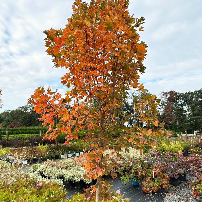 Acer saccharum 'Green Mountain' - Sugar Maple from Grower Website Two