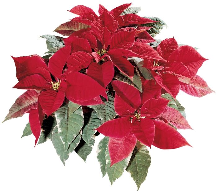 Euphorbia pulcherrima Silverstar™ Red