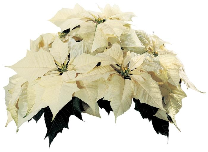 Euphorbia pulcherrima Sonora™ White