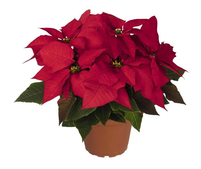 Euphorbia pulcherrima Advantage Red