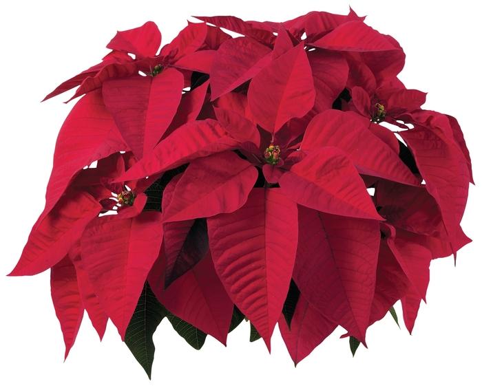 Euphorbia pulcherrima Early Orion™ Red