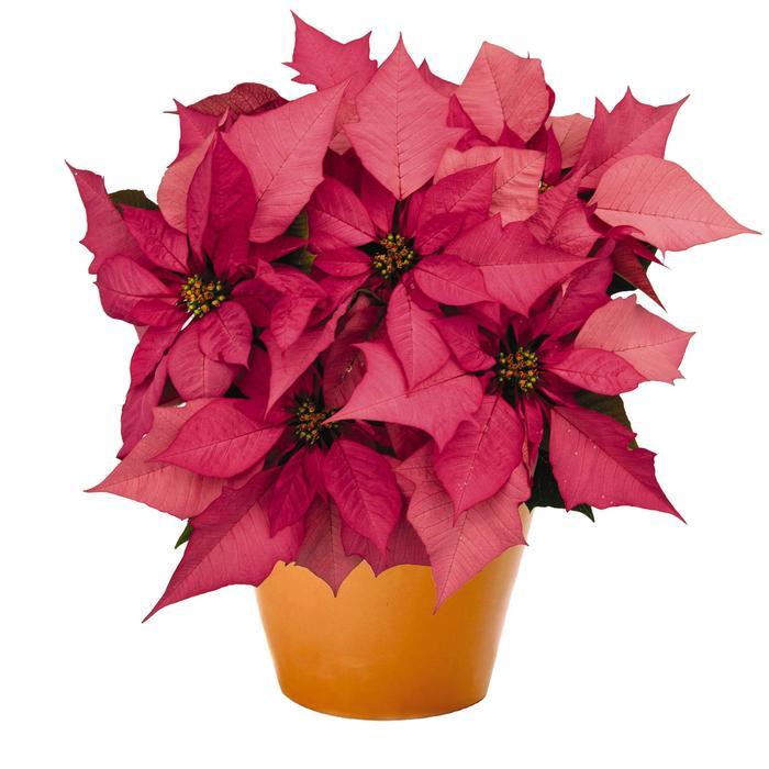Euphorbia pulcherrima Enduring Pink