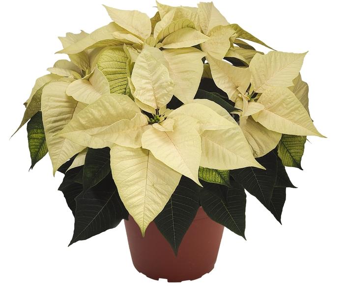 Euphorbia pulcherrima Freedom White