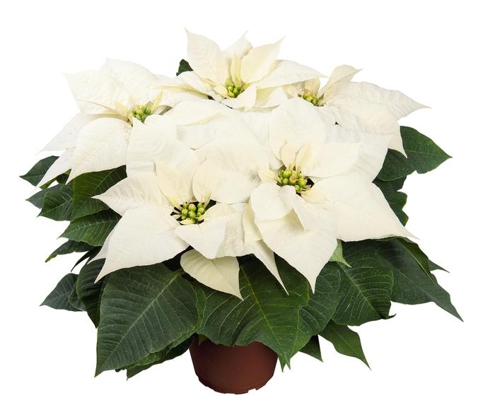 Euphorbia pulcherrima Glacé