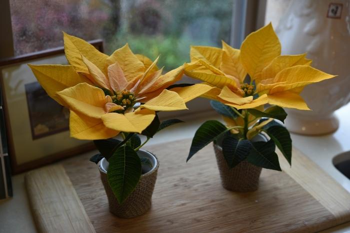 Euphorbia pulcherrima Gold Rush