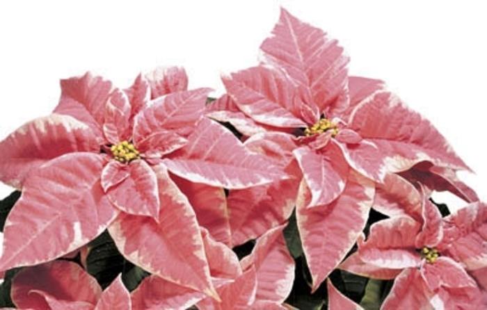 Euphorbia pulcherrima Marble Shades