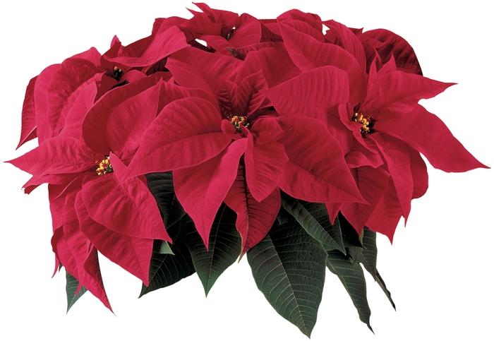 Euphorbia pulcherrima Orion™ Red