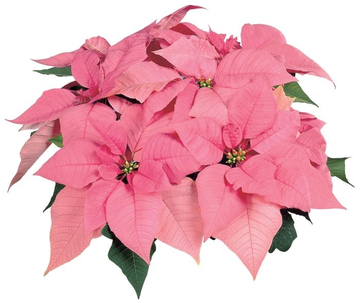 Euphorbia pulcherrima Pink Elf™