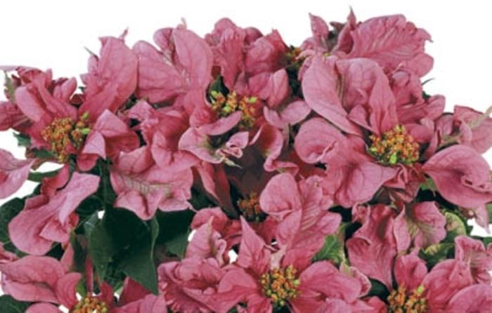 Euphorbia pulcherrima Pink Shades