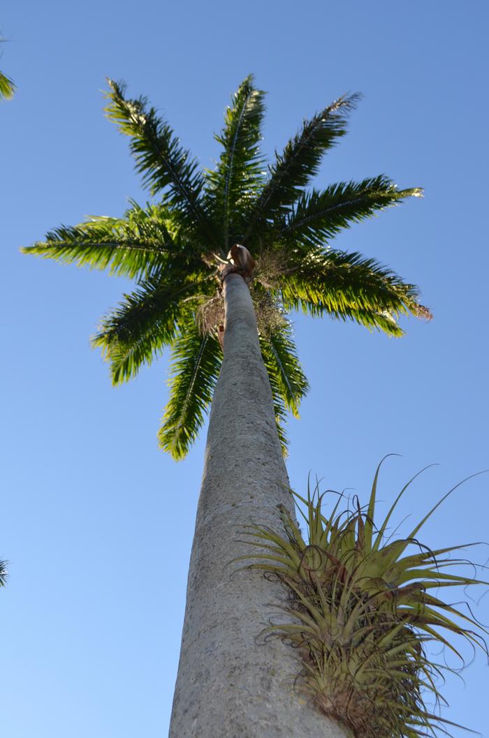 Roystonea oleracea