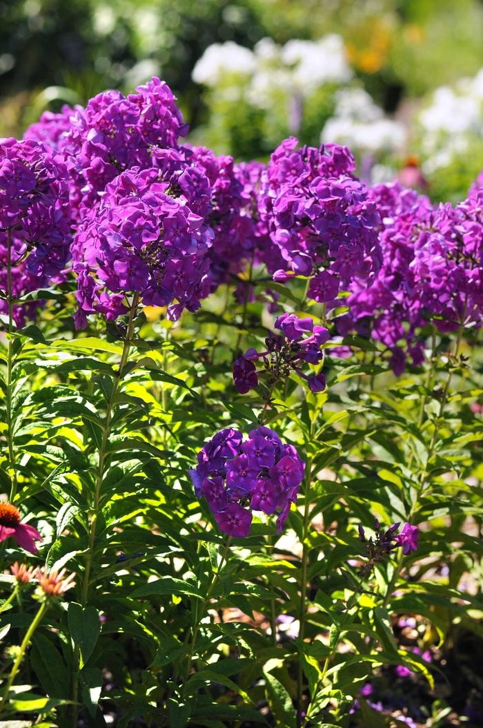 Phlox paniculata Top Shelf Purple Kiss