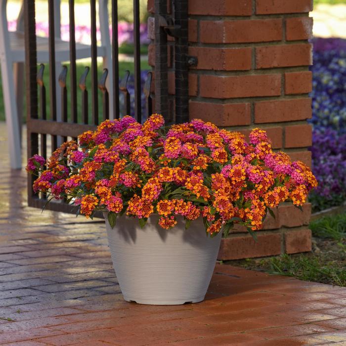 Lantana camara Bloomify™ PassionFruit