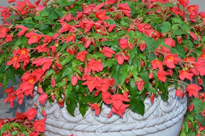 Begonia Beaucoup® Red