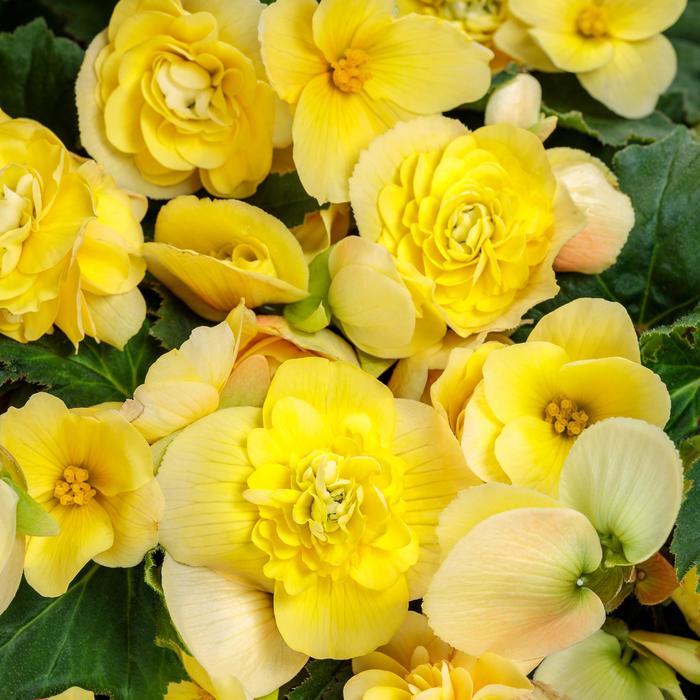 Begonia Double Delight™ Primrose