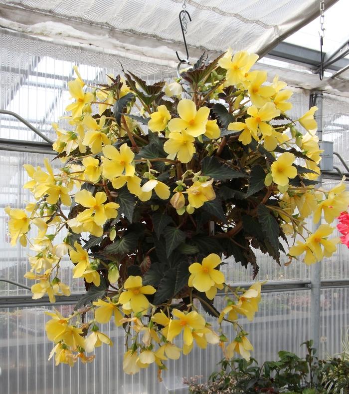 Begonia Daystar™ Yellow
